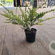 Lonicera nit. 'Elegant' 20-30 cm 2,0L