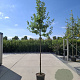 Malus 'Evereste' 10-12 HO container