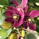 Magnolia figo 'Stellar Ruby' 60-70 cm 3,0L