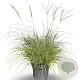 Miscanthus sin. 'Adagio' 80-100 cm 12L