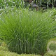 Miscanthus sin. 'Gracillimus' 80-100 cm 3,0L