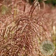 Miscanthus sin. Pink Cloud 70-80 cm 3,0L
