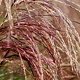 Miscanthus sin. Red Cloud 70-80 cm 6,5L