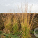 Molinia arundinacea 'Skyracer' 20-30 cm 2,0L