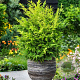 Nandina domestica 'Lemon and Lime' 35-40 cm 5,0L