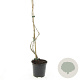 Parthenocissus quinquefolia 70-80 cm 2,0L