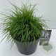 Pennisetum al. 'Hameln' 30-40 cm 12L