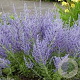 Perovskia atriplicifolia 'Lacey Blue' 25-30 cm 2,0L