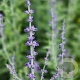 Perovskia atriplicifolia 'Prime Time' 40-45 cm 3,0L