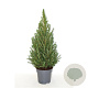 Picea glauca 'Conica December' 40-50 cm 2,0L