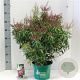 Pieris jap. 'Passion' 20-30 cm 3,0L
