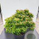 Pieris jap. 'Purity' 40-50 cm 5,0L
