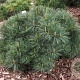 Pinus strobus 'Bergman's Mini' 70-75 cm 30L