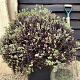 Pittosporum ten. 'Tom Thumb' GM C1.5