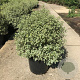 Pittosporum tob. 'Variegatum' GM C1.5