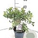 Prunus incisa 'Kojou-no-mai' 30-40 cm 2,0L