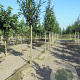 Prunus l. 'Caucasica' 12-14 HO draadkluit