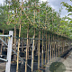 Prunus l. 'Caucasica' 8-10 HO container