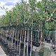 Prunus l. 'Caucasica' 8-10 HO container