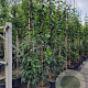 Prunus ser. 'Amanogawa' 10-12 HO container geveerd