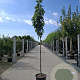 Prunus ser. 'Amanogawa' 8-10 HO container