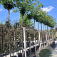 Prunus ser. 'Kanzan' 8-10 HO container