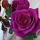 Rosa 'Blackberry Nipp' 10-15 cm C1.5