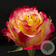 Rosa 'Bonfire' 10-15 cm C1.5