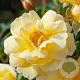 Rosa 'Candela' 15-20 cm 2,0L
