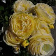 Rosa 'Faustinia' 10-15 cm C1.5