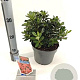Rhododendron (AJ) Geisha Orange 20-25 cm 3,0L