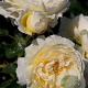 Rosa 'Jolandia' 10-15 cm C1.5