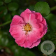 Rosa 'Magic Meidiland' (Meibonrib) 10-15 cm C1.5