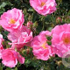 Rosa (H) Mirato 15-20 cm 2,0L