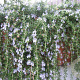 Rosmarinus officinalis 'Capri' 25-30 cm 2,0L