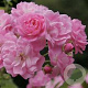 Rosa (P) Satina 15-20 cm 2,0L