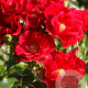 Rosa 'Matador' 15-20 cm 2,0L