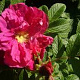 Rosa (R) Scarlet Pavement 15-20 cm 2,0L