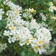 Rosa (F) Wedding Rose 10-15 cm C1.5