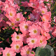 Rosa (PA) 'Pink Blanket' 10-15 cm C1.5