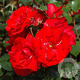 Rosa 'Pink La Sevillana' 10-15 cm C1.5
