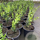 Ruscus aculeatus GM C1.5