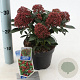 Skimmia j. Rubesta 20-25 cm 2,0L
