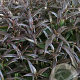 Strobilanthes anisophyllus 'Brunetthy' 30-40 cm 3,0L
