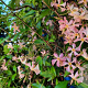 tracheleospernum asiaticum 'Pink Toscane' GM P9.5