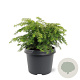 Tsuga canadensis 'Jeddeloh' 25-30 cm 3,5L