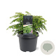 Tsuga canadensis 'Jeddeloh' 25-30 cm 3,5L