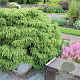 Tsuga canadensis 'Jeddeloh' 25-30 cm 3,5L