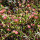 Vaccinium oxycoccus GM P9.5