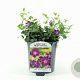 Vinca minor 'Atropurpurea' 15-20 cm 2,0L